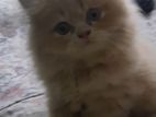 Persian Kitten