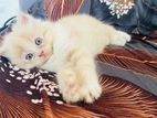 Persian Kitten