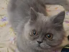 Persian Kitten