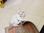 Persian Kitten