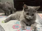 Persian Kitten