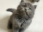 Persian Kitten