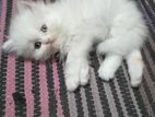 persian kitten for sell