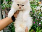 Persian kitten sell