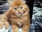 Persian Kitten