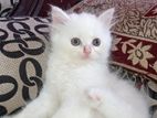 Persian kitten