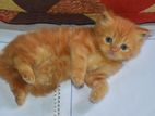 Persian kitten