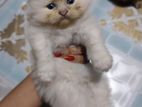 Persian Kitten