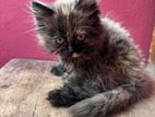 persian kitten