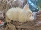 Persian Kitten For Sale