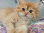 Persian Kitten For Sale