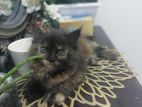 Persian Kitten For Sale