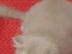 Persian Kitten for sale