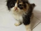 Persian Kitten for sale