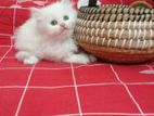 Persian Kitten for sale