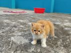 Persian Kitten For Sale