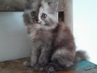 persian kitten