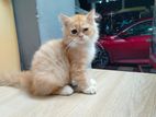 Persian Kitten