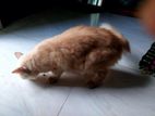 Persian Kitten