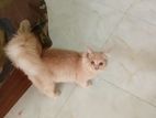 Persian Kitten