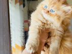 Persian Kitten