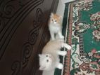 Persian kitten