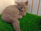 Persian kitten