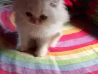 Persian Kitten