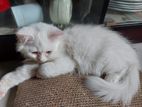 Persian Kitten