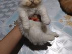 Persian Kitten