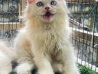 Persian Kitten