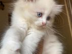 Persian KITTEN