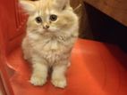 Persian kitten for sell