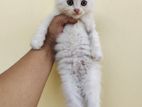 Persian kitten for sell