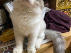 Persian kitten male 5 month