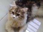 Persian Kitten (Male & Female) for sell