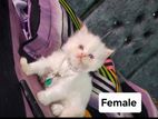 Persian Kitten Male And Female