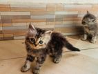 Persian Kitten Male Female Available