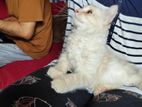 Persian Kitten male female