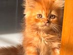 Persian kitten male female