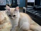 Persian Kitten Male/female