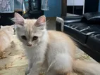 Persian Kitten Male/female