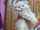 Persian Kitten Male Female