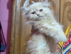 Persian Kitten Male Female