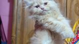 Persian Kitten Male Female