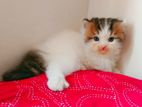 Persian kitten / male female