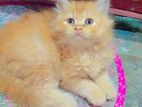 Persian kitten male /female for sale
