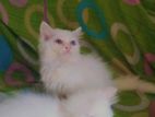 Persian Kitten Male