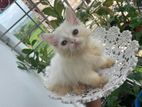Persian Kitten Male