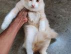 Persian Kitten Male